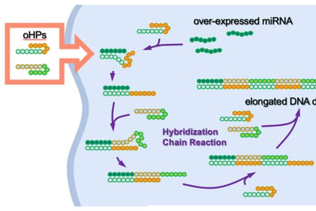 Graphic of oncolytic DNA hairpin pairs (oHPs) being are introduced to the cancer cell. When the oHPs encounter the tumour-causing overexpressed microRNA (miRNA), they unravel to connect with the miRNA and each other to form longer DNA strands. These elongated strands then trigger an immune response, the bodys built-in defence mechanism, which inhibits further tumour growth. 