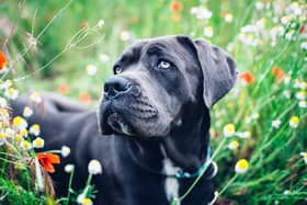 Cane Corso