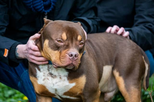 The RSPCA is urging the UK Government to keep its promise to ban imports into the UK of dogs with cropped ears