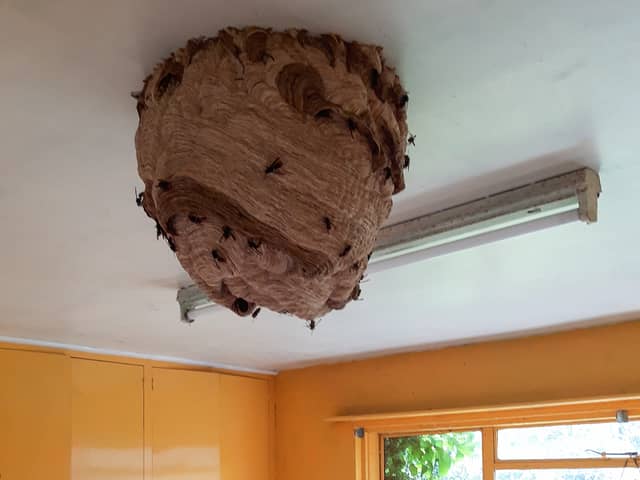 Massive Asian Hornet nest discovered in derelict house - prompting fresh warnings 