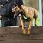 Russo, a stray Belgian Malinois, joined Nottinghamshire Police as part of a rehoming project.