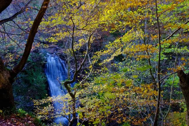 The 30ft Falling Foss waterfall is beside the tea garden