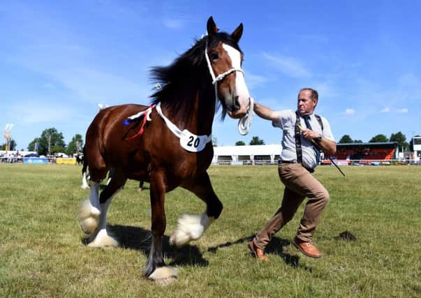 Mark Richardson shows one of his Shirehorses.