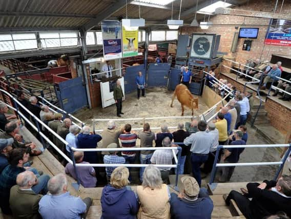 Malton Livestock Market