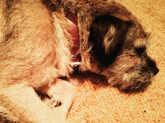 Bridget the border terrier