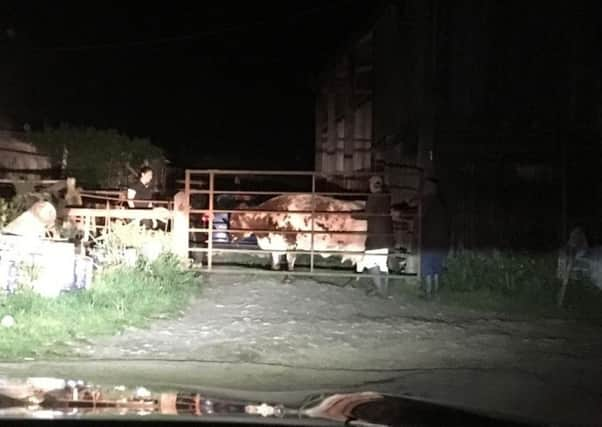 Yorkshire vet Julian Norton had a late call to delivery a calf from a very unhappy cow.