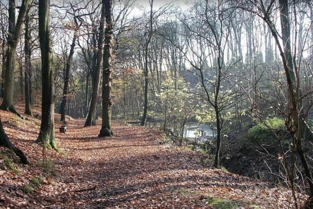 Path above the pond in Northcliffe