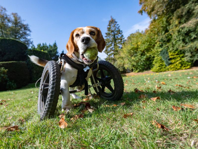 Disabled dog born with three legs given new lease of life with doggy wheelchair