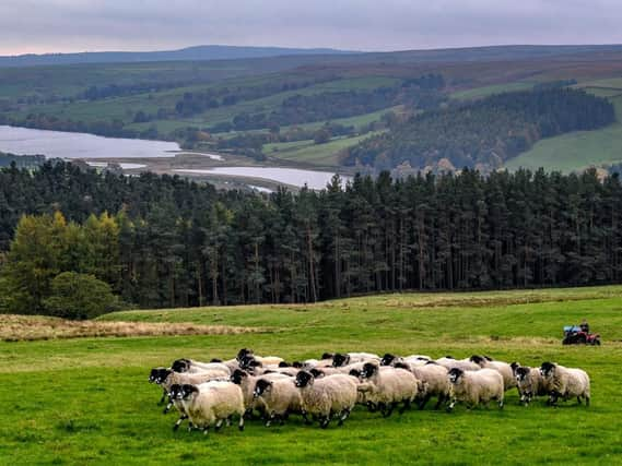 Farmer David Verity with his flock of Dalesbred Sheep, at Grange Farm, Bouthwaite, Ramsgill, near Pateley Bridge. Pictures by James Hardisty.