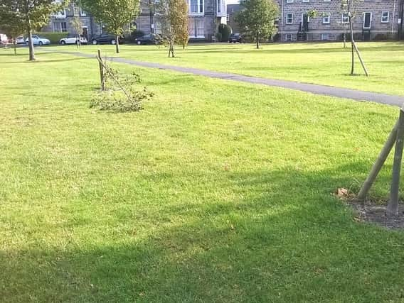 Six trees were snapped off at the base at The Stray