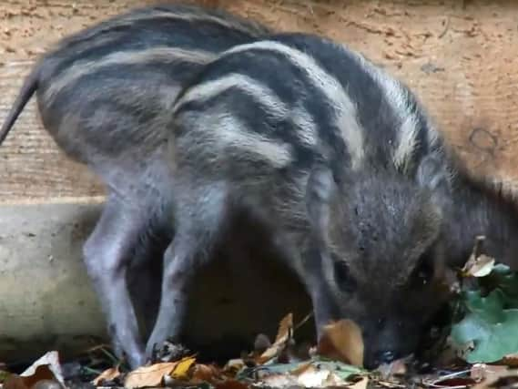 The three-week-old Visayan Warty Piglets, made up of two males and three females, stepped out into their reserve for the first time this week  obediently following their first time mum Trish.