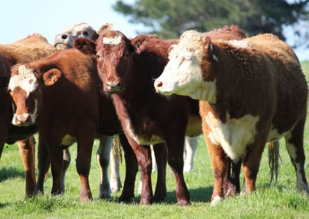 The Committee on Climate Change has recommended cutting cattle and sheep numbers in the UK to cut greenhouse gas emissions.