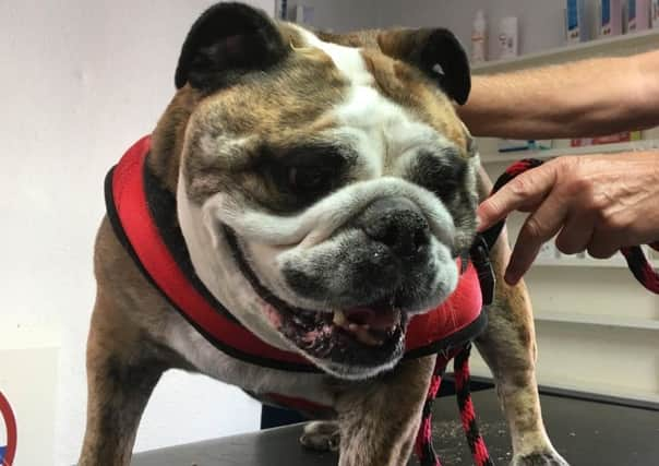 Elise the bulldog - next up for Julian Norton at the surgery.