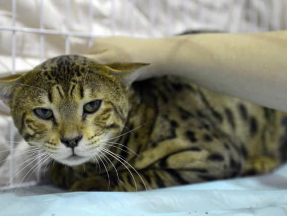 An example of a Savannah cat. (Souce: Getty)