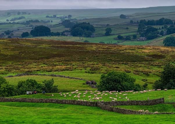 The sheep industry would be among the worst affected by higher EU trade tariffs in the event of a no-deal Brexit. Picture by James Hardisty.