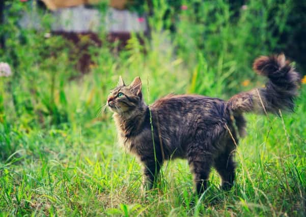 An injured cats reaction is to often run and hide. Picture: PA Photo/thinkstockphotos.