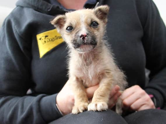 A tiny puppy was found close to death after being dumped in a cardboard box in a field in West Yorkshire but has been saved. Photo credit: Dogs Trust