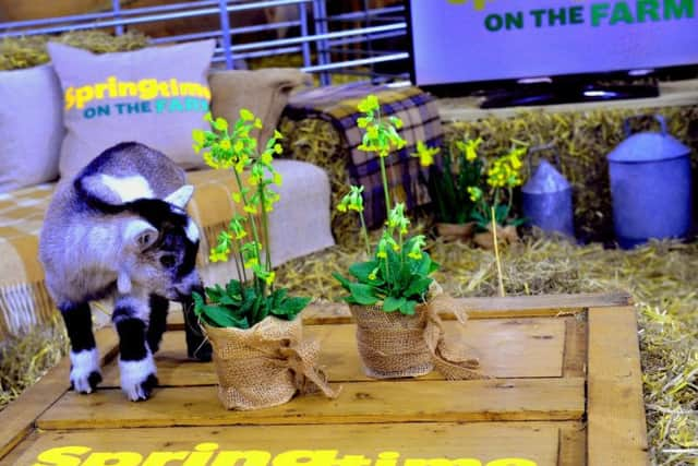 Springtime on the Farm returns to Channel 5 for a second series this week, produced by the makers of The Yorkshire Vet. Picture by Gary Longbottom.