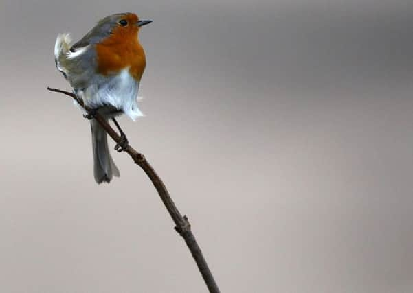 Robins tend to be associated with winter but it is at this time of the year when they are at their captivating best in our gardens. Picture by Matt Cardy/Getty Images.