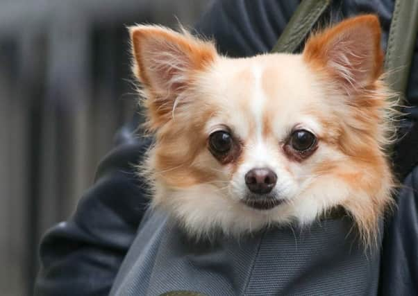 Figures from the Association of British Insurers show pet insurers paid out a record-breaking £785m in 2018 to cover the unexpected costs of owning a pet. Picture: Andrew Matthews/PA Wire