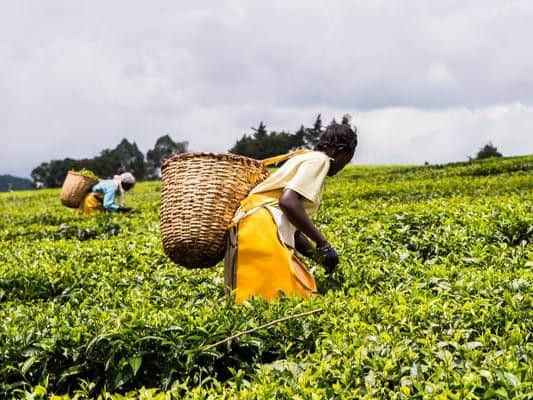 Droughts in plantations zones in Kenya have caused damage to crops which has impacted on harvest volumes