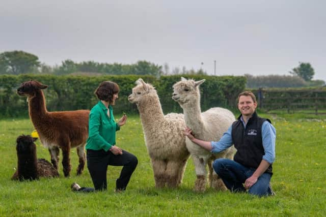 Ben and Emma brought alpacas to the farm to guard their chickens