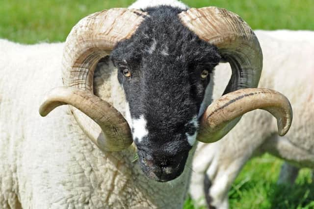 Clive Mitchell runs around 150 breeding ewes of both the Gritstones and Lonks and a smaller number of Woodlands. Picture by Tony Johnson.