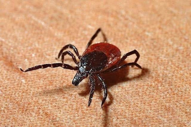 Lyme disease is spread through ticks.