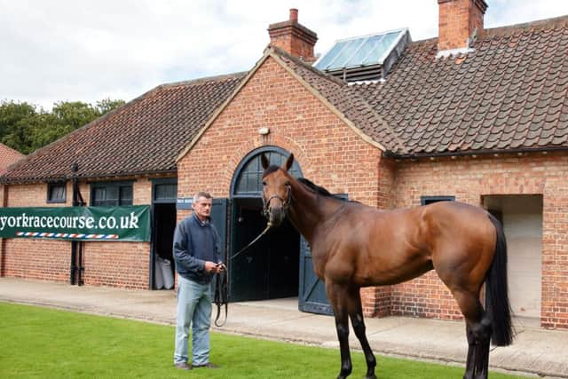 Sea The Stars arrives at York prior to the 2009 Juddmonte International.