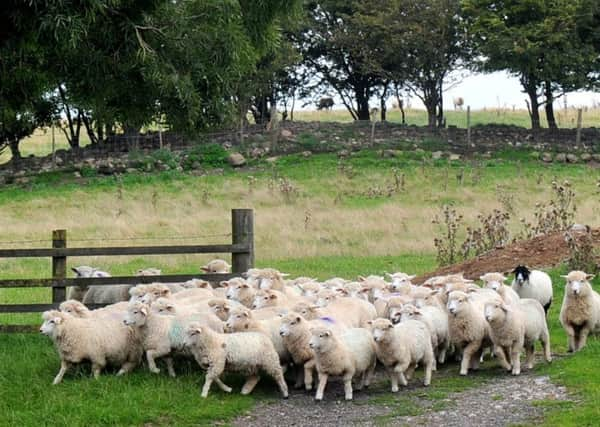 Farming has been wrongly blamed for climate change, say readers.