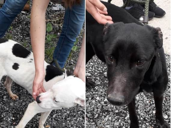 Ty (left) and Bonnie (right) were left in the bathroom for "some time". Pictures from Wakefield Council