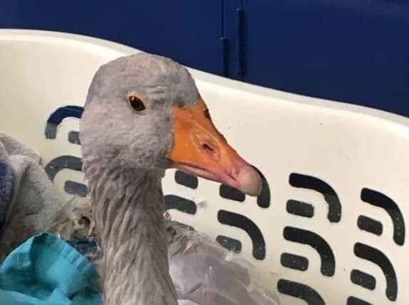 Have a gander: One of the injured geese on the road to recovery.