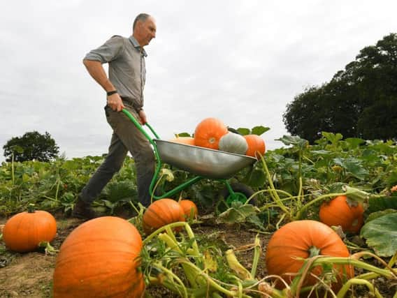 David Barker in the Lodge Farm pumpkin patch