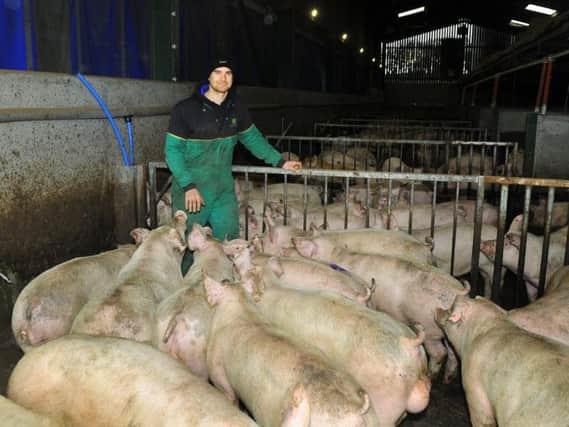 Paul Irish with some of the pigs he keeps at Yaud House Head farm near Pateley Bridge. Credit: Gary Longbottom