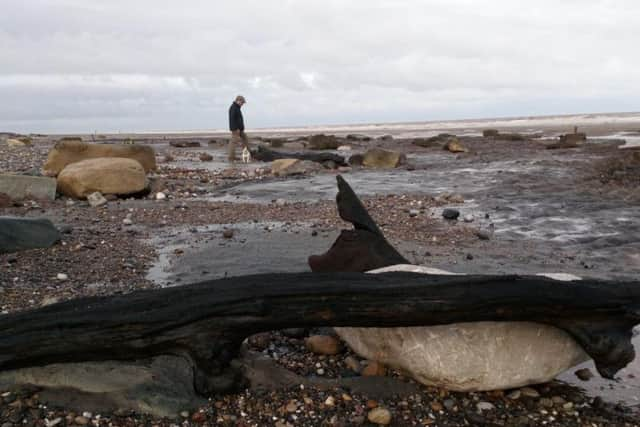 One of the ancient trees which can be seen on the beach at Tunstall, East Yorkshire