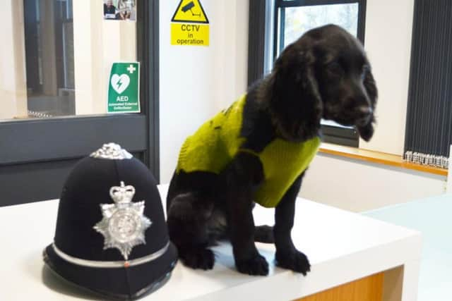 Harry is a 14-week-old cocker spaniel who is destined to become an explosives detection dog.