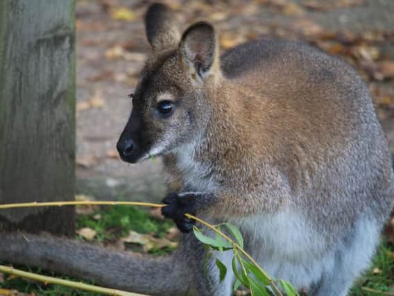 Wildling the wallaby at Yorkshire Wildlife Park, near Doncaster. Credit: Yorkshire Wildlife Park