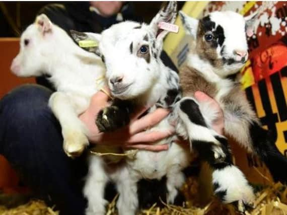 Goats at Graves Park Farm