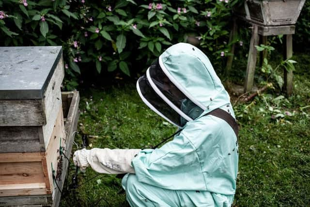 Bees were recorded at Temple Newsam for the Unusual ingredients project.