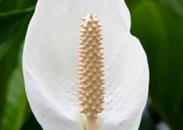 Peace lily