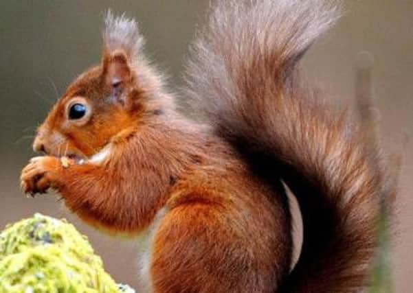 The red squirrel