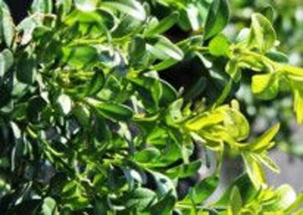 Buxus