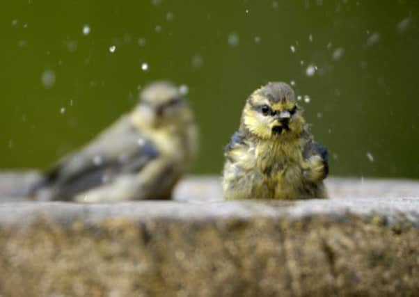 Blue tits bathing in garden bird bath