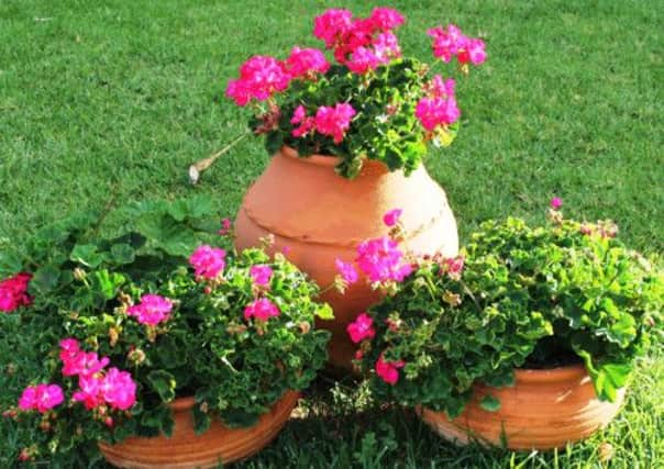 Pelargoniums in pots