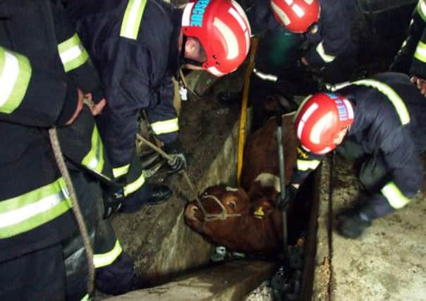 The cow that managed to climb on to the roof of a garage before falling through