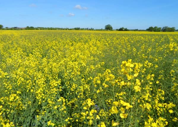 Oilseed rape