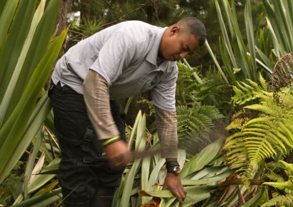 Conservation worker Ross cutting back invasive New Zealand flax. Picture: Dave Higgins