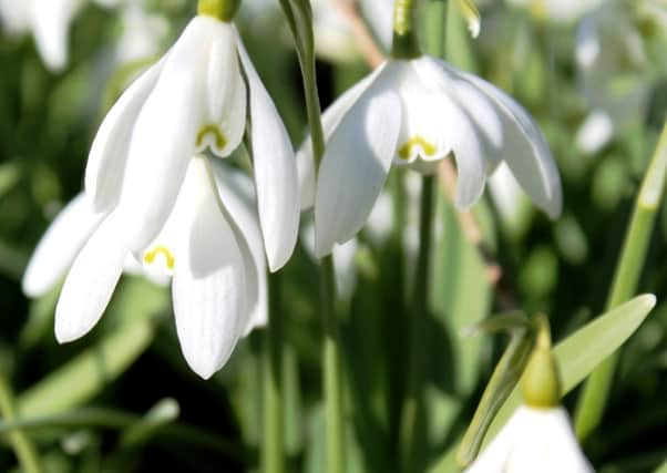 Snowdrops