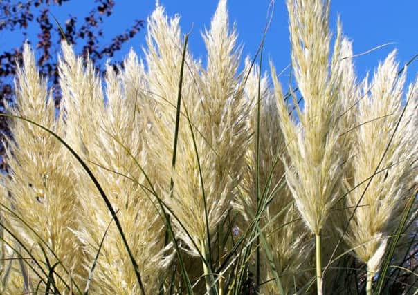 Pampas Grass