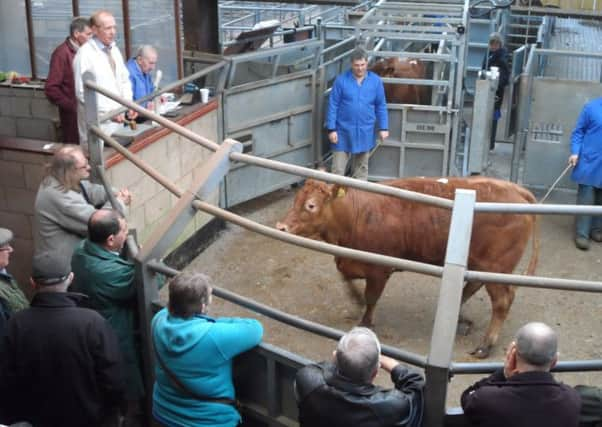 People around cattle ring at Selby Livestock Market